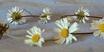 220px-Daisy_chain